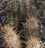 A Hedgehog Cactus (golden spines) cosying up to a young Saguaro.