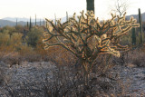 A beautiful Staghorn Cholla is selected for Aletas third sunset painting.