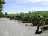 Cakebread vineyards 1000167.jpg