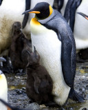 King Penguin with Chick 2
