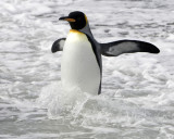 KIng Penguin surfing it