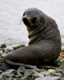 Fur seal