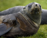 Fur Seal with an Attitude