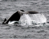 Humpback Diving