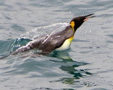 King Penguin surfacing