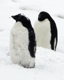 Adelie Penguins