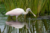 Juvenile Roseate Spoonbill