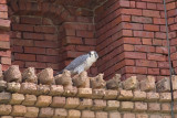 Peregrine at Fort Jefferson