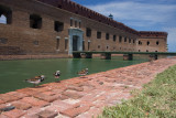 Turnstones at Fort Jefferson