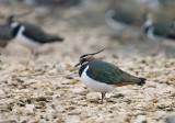 Feb 17 - Lapwing