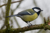 Feb 20 - Great Tit