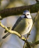 Feb 27 - Blue tit