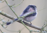 Feb 28 - Long-tailed tit