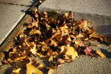 November 9th - Leaves