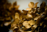 February 11th Alt - Hydrangea