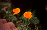 March 18th 2007 - California Poppies