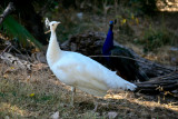 September 16th Alt - White Peacock