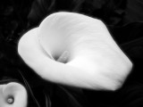 Arum Lilly in Black & White