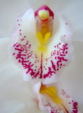 White Orchid