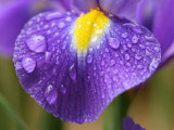 Iris Petal in the Rain