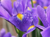 Purple and Yellow Iris in the Rain