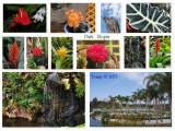 Park  Utopia  Collage.jpg