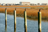 marshwalk12.jpg