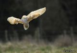Barn Owl