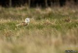 Barn Owl