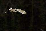 Barn Owl