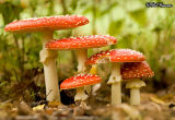 Fly Agaric