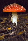 Fly Agaric 6