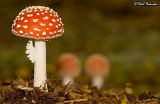 Fly Agaric 7