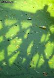 Feeling Green
