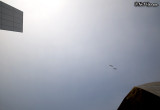 Gulls