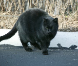 Sandpiper Black kitty 