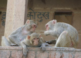Monkeys