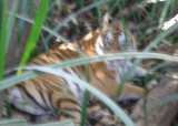 Tiger no. 8