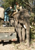 Mounting an elephant