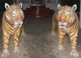 Temple tigers