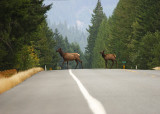 Roosevelt Elk