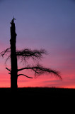 Sunset at Blandy Farm.
