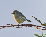 ? Warbler