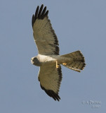 Female Northern Harrier with nest material