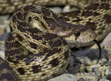 Gopher Snake on the river (about 4-5 in length)