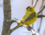 Wilsons Warbler ~ Plumas County, CA
