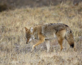 Coyote, walking-101506-RMNP, Moraine Park-0261.jpg