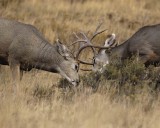 Deer, Mule, 2 Bucks sparing-101406-RMNP Beaver Meadows-0199.jpg