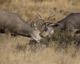 Deer, Mule, 2 Bucks sparing-101406-RMNP Beaver Meadows-0206.jpg