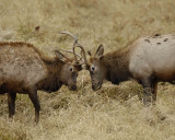 Elk, 2 Young Bulls Sparing-101406-RMNP, West Horseshoe Park-0768.jpg